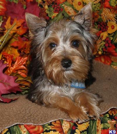 Yorkshire Terrier Puppies for Sale
