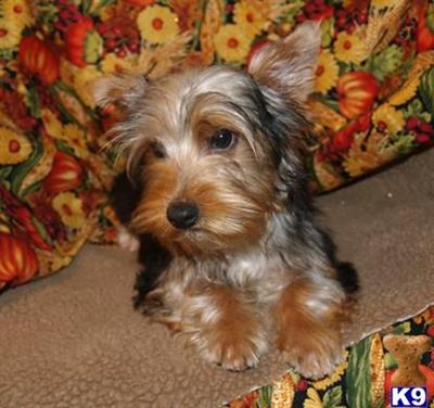Yorkshire Terrier Puppies for Sale