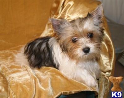 Yorkshire Terrier Puppies for Sale