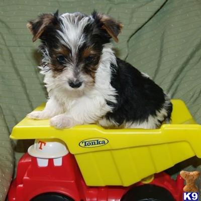 Puppies in OK