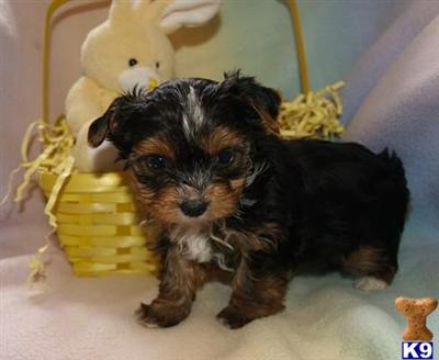 Puppies in OK