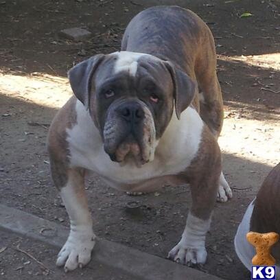 Stud Dogs - Old English Bulldog