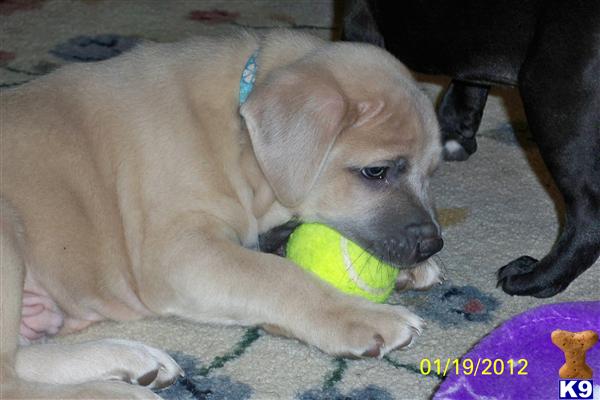 Mastiff Puppies