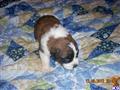 Saint Bernard