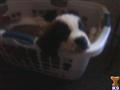 Saint Bernard
