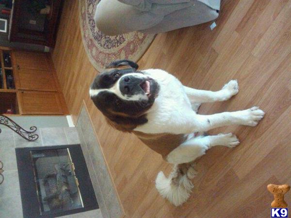 Stud Dogs - Saint Bernard