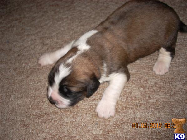 Saint Bernard Puppies