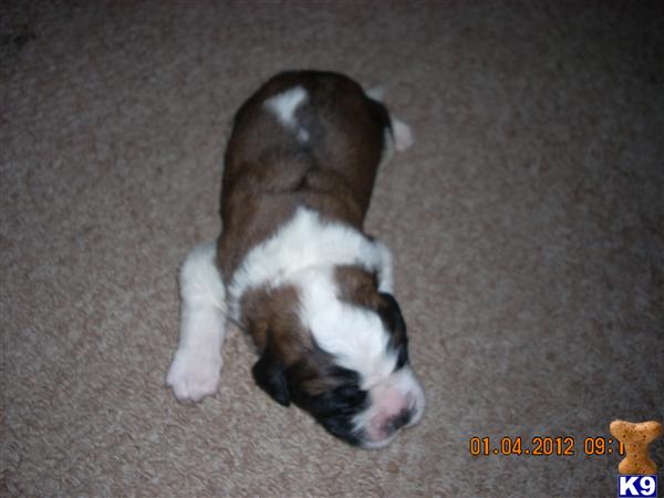 Saint Bernard Puppies