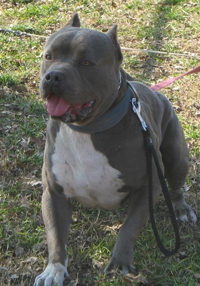 Stud Dogs in CA