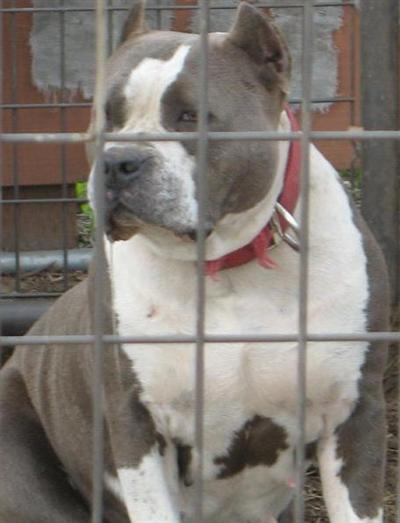 Dogs for Sale in CA