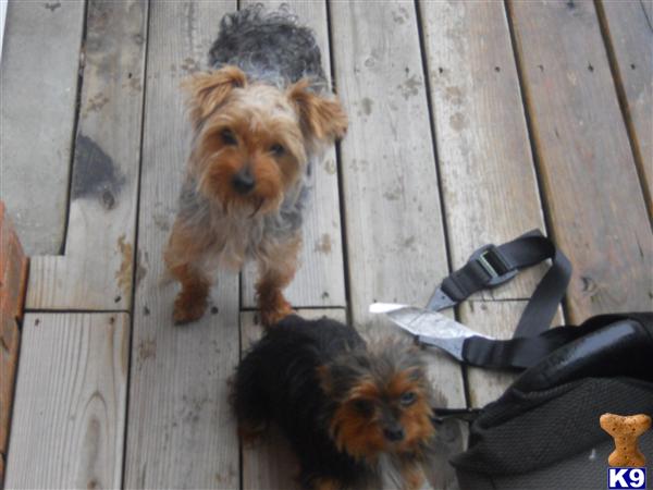 Stud Dogs in KY