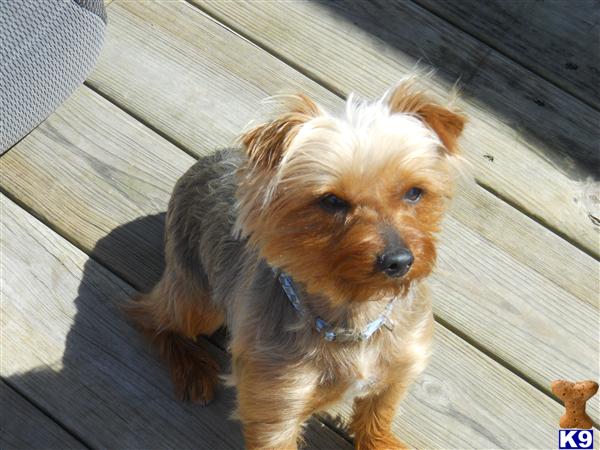 Stud Dogs - Yorkshire Terrier