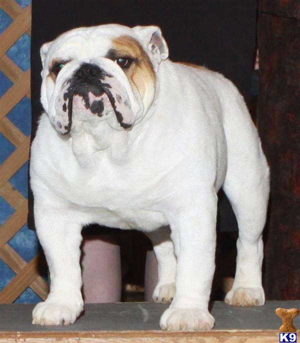Stud Dogs - Bulldog