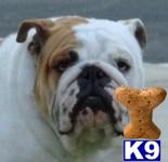 Stud Dogs - Bulldog