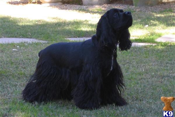 Stud Dogs - American Cocker Spaniel