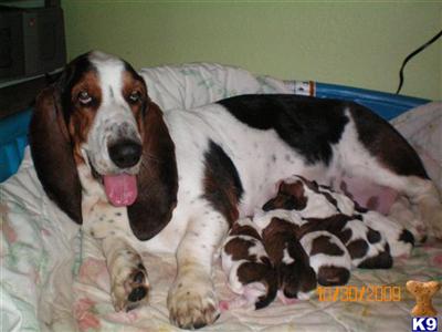 Puppies in IA