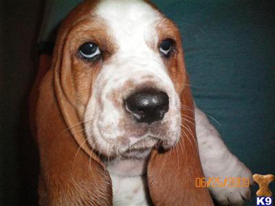 Basset Hound Puppies for Sale