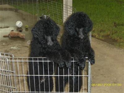 Poodle Puppies in TX