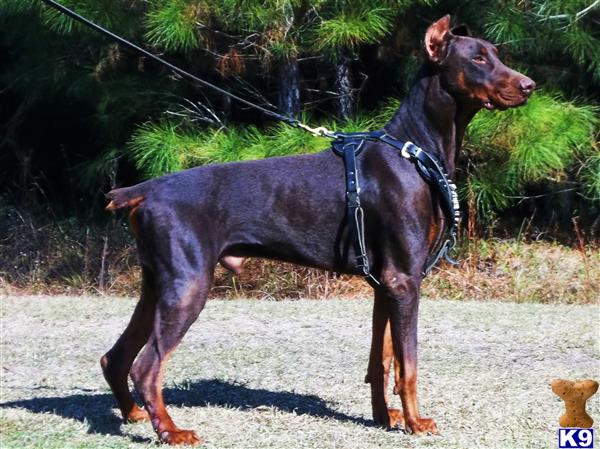 Stud Dogs - Doberman Pinscher