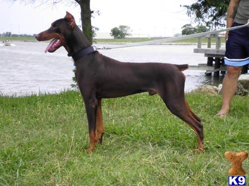 Dogs - Doberman Pinscher