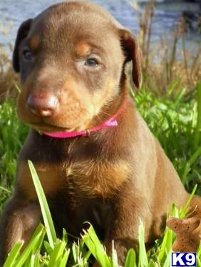 Doberman Pinscher Puppies in TX