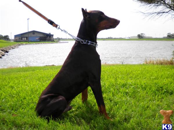 Doberman Pinscher Puppies in TX