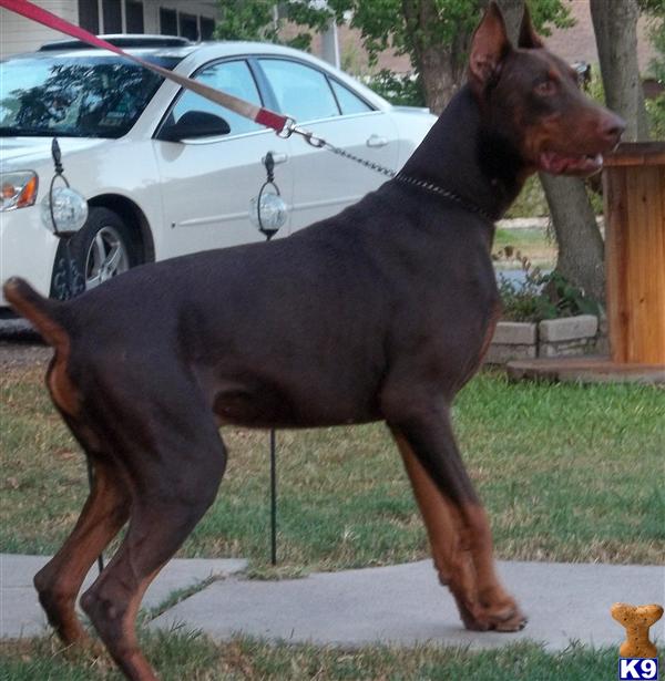 Stud Dogs - Doberman Pinscher