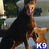 Doberman Pinscher Puppies in TX