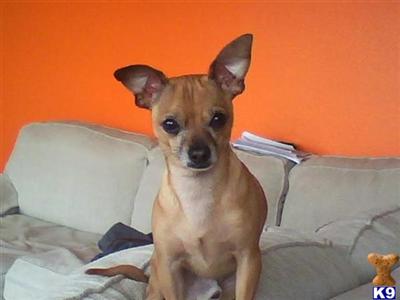 Stud Dogs - Chihuahua