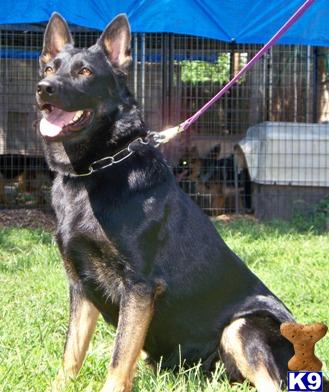 Dogs - German Shepherd