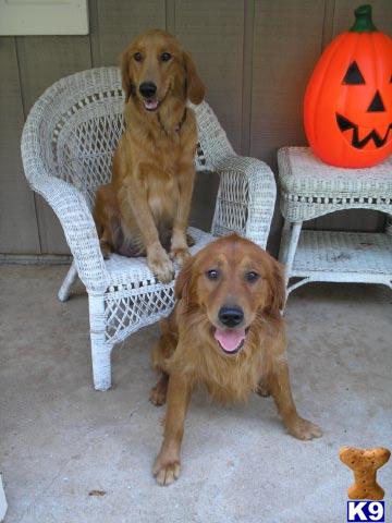 Puppies in IL