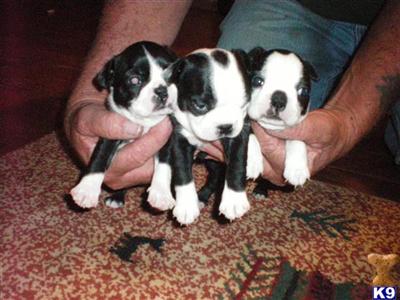 Puppies in AZ