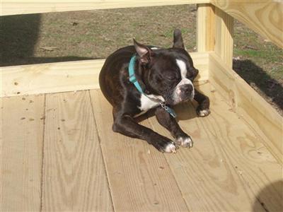 Stud Dogs - Boston Terrier