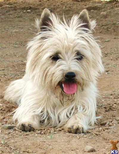 Dogs for Sale in AZ