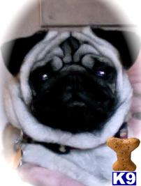 Stud Dogs - Pug