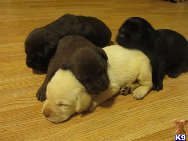 labrador retriever puppies for sale in michigan labrador retriever puppy for sale yellow and choc akc lab puppies 5 years labrador retriever puppies for sale in michigan labrador retriever puppy for sale yellow and choc akc lab puppies 5 years