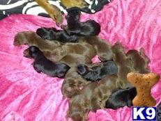 Puppies in Naples