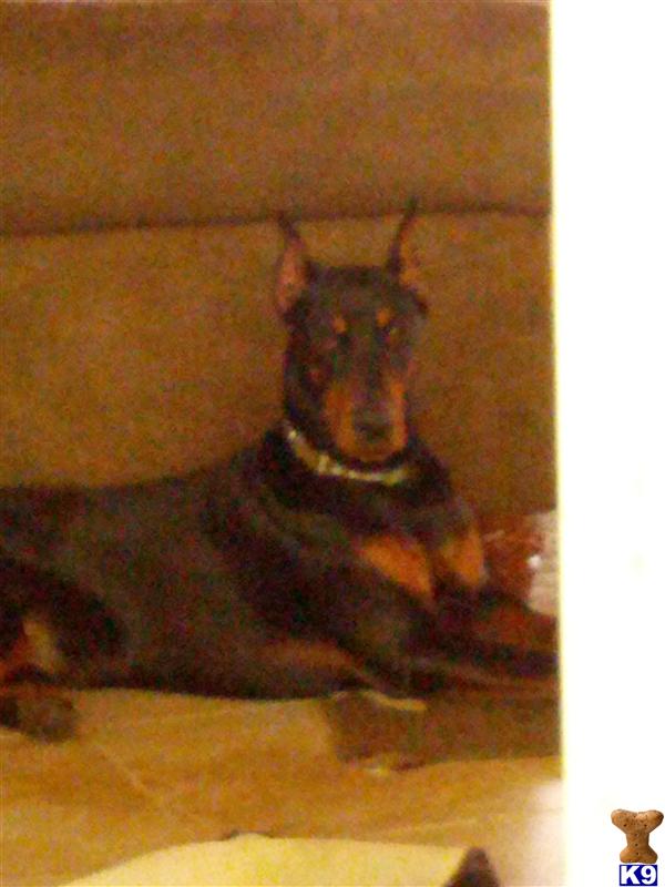 Stud Dogs - Doberman Pinscher