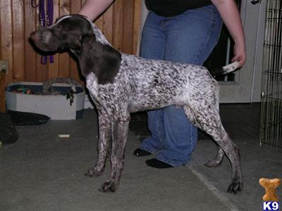 short hair pups german Short Haired German Pointer Puppies. short hair pups german