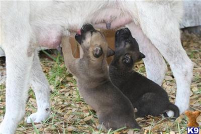 Akita Puppies