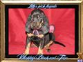 Black and Tan Coonhound