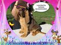 Bloodhound