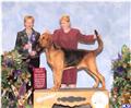 Bloodhound