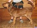 Bloodhound