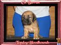 Bloodhound