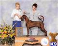 Redbone Coonhound 