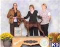 Redbone Coonhound 
