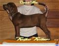 Redbone Coonhound 