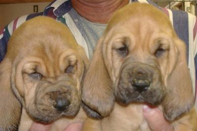 Bloodhound Puppies for Sale