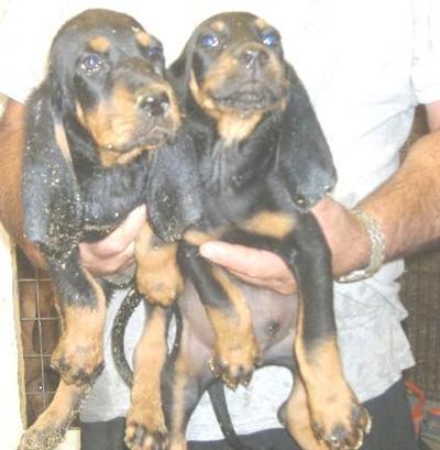 Puppies in AR